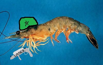 SpaceShrimps